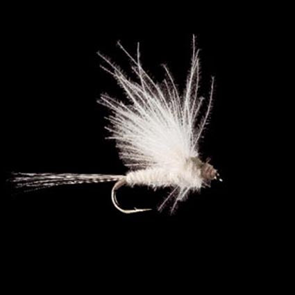 Marc Petitjean MP 21 – CDC-Eintagsfliege #18