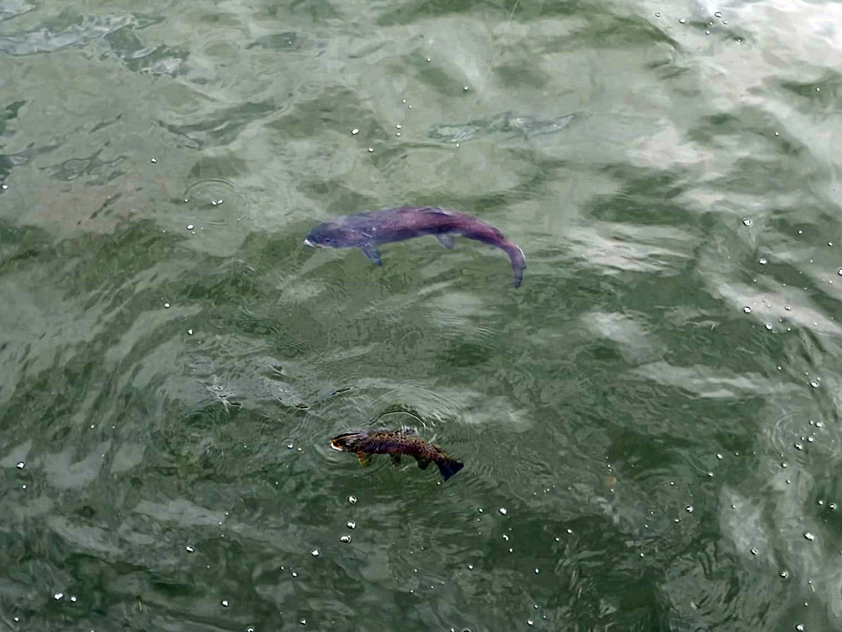 Ein besonderer Moment am Wasser: Huchen attackiert Forelle