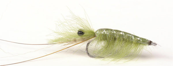 Guideline Olive CDC Shrimp #6