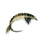 Caddis Larva 