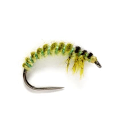Rhyacophila Larva