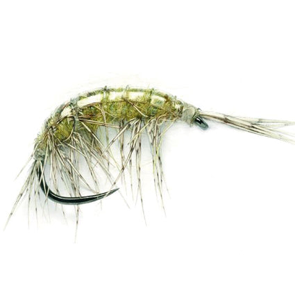 Shrimp "Freshwater Shrimp"