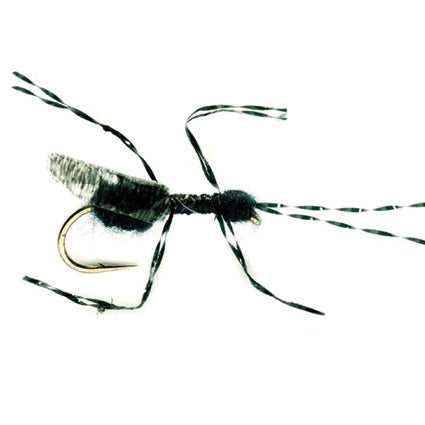 Schwarze Ameisen-Trockenfliege mit segmentiertem Körper, langen schwarz-weiß gestreiften Gummibeinen und Fühlern